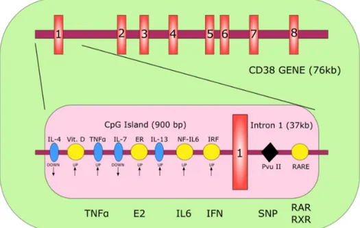 Figure 1. Schematic representation of the human CD38 gene. The red rectangles identify the single 