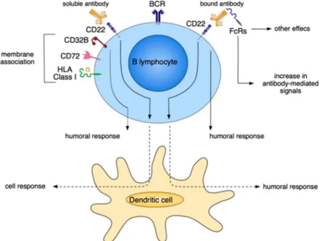 Figure 4. Hypothetical view of the effects induced by the interaction of CD22 with specific antibodies