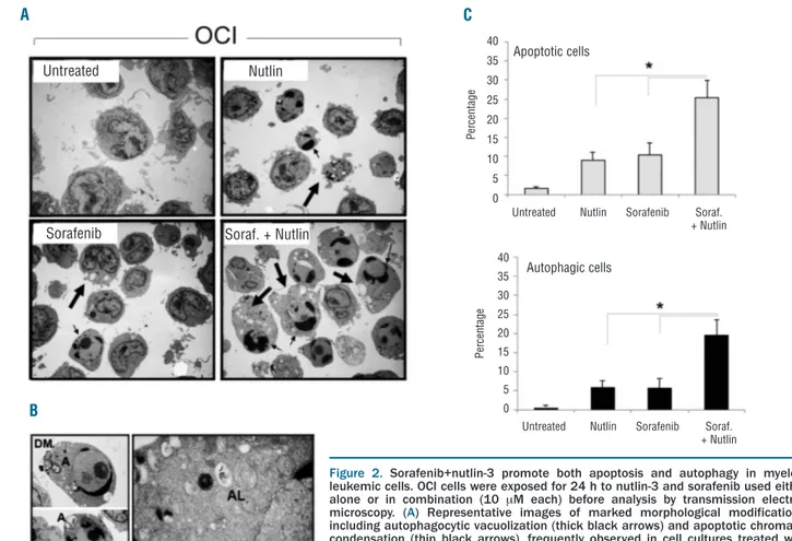 Figure  2.  Sorafenib+nutlin-3  promote  both  apoptosis  and  autophagy  in  myeloid leukemic cells