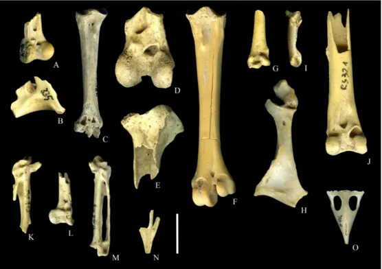 Fig. 3. Bird remains from the late Pleistocene deposits of Rio Secco cave. A. Perdix perdix distal right tibiotarsus (RS403), cranial view