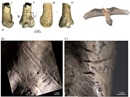 Fig. 2. Cut marks on the left distal humerus of red-footed falcon (Falco vespertinus) and on the right distal  carpo-metacarpus of common wood pigeon (Columba palumbus)
