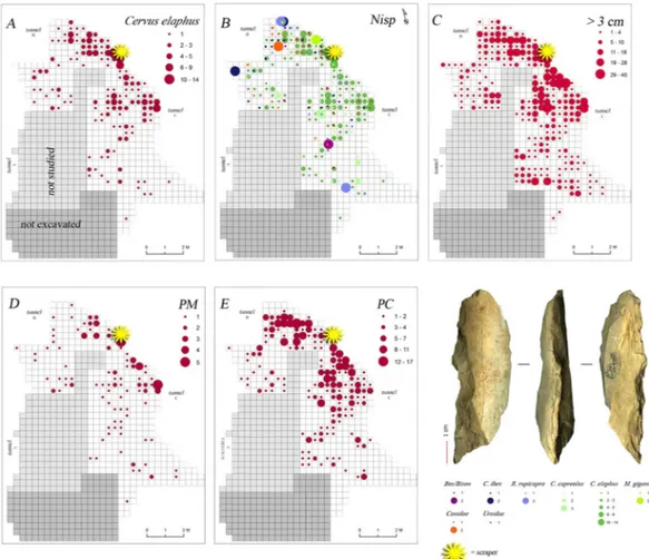 Fig. 1. (Colour online.) Spatial distribution of different categories of faunal remains and location of RF1395 scraper