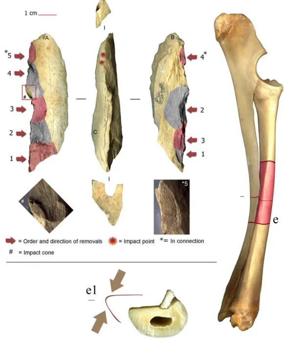Fig. 4. (Colour online.) Bone scraper and scheme of the tool manufacture: (e) radius-ulna of Cervus elaphus; in red the portion represented by RF1395; (e1) section of the radius and angle detail exploited.
