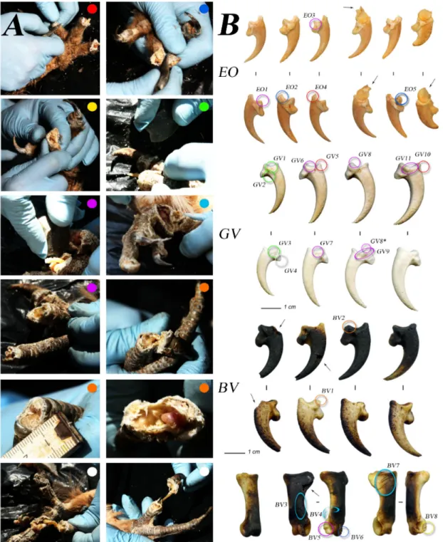 Figure 2. Experimental butchering of claws. A) different stages of the experimental extraction of large raptors claws: red, dorsal disarticulation; blue, plantar dis.; yellow, manual dis