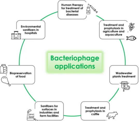 Figure 3. Potential applications of lytic bacteriophages.