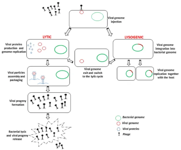Figure 1. Schematic representation of bacteriophage lytic and lysogenic lifecycles, respectively carried out by virulent (lytic) and temperate (lysogenic) bacteriophages