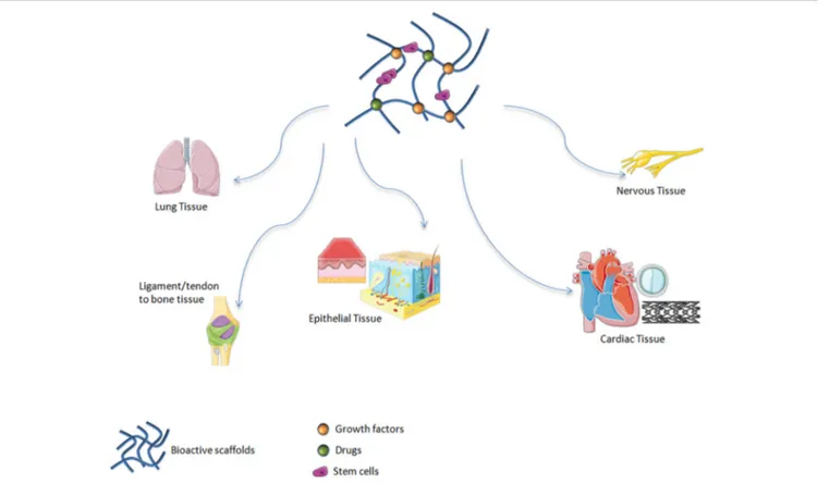 FIGURE 1 | Bioactive scaffolds applications in regenerative medicine. It has been demonstrated that these materials are suitable candidates for treating soft tissue damage including lung, ligament, tendon, epithelial, cardiac, and nervous tissues.
