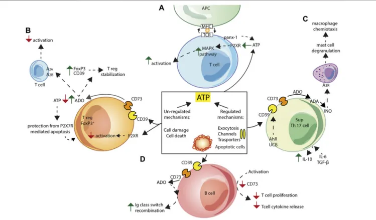 FIGURE 4 | Schematic exempli ﬁcation of purinergic receptor/ectonucleotidase cooperation in the activation/inhibition of the adaptive immune response