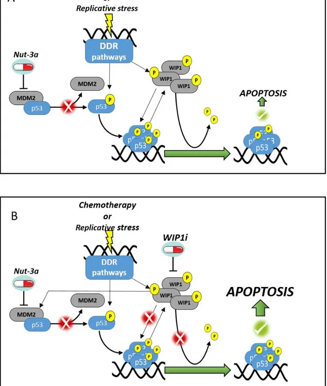 Figure 6. Proposed mechanism of action of Nut-3a and WIP1i combined treatment in AML cells