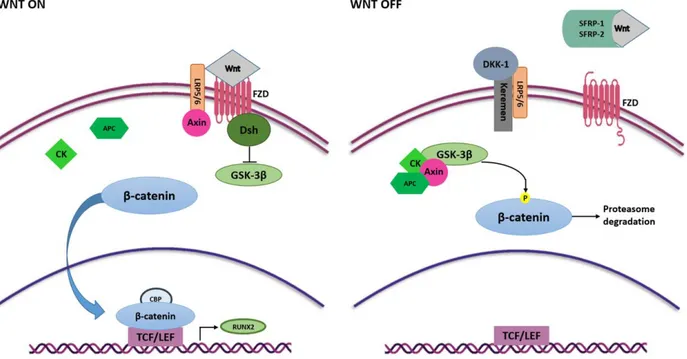 Figure 3.  Wnt/β-catenin signaling pathway in osteogenesis. Wnt ligands interact with FZD and activate Wnt signaling 