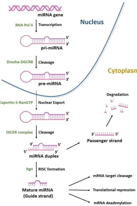 Figure 4. Biogenesis of microRNAs. MiRNAs are transcribed by RNA polymerases II (Pol II) to generate a long precursor 