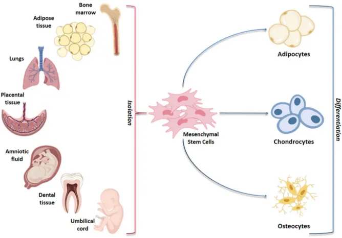 Figure 1. Schematic representation of adult and fetal/neonatal tissue sources of mesenchymal stem cells (MSCs) and their  potential of differentiation in various cell lines