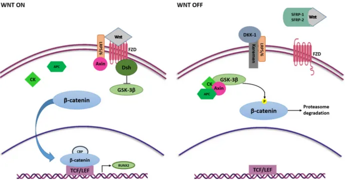 Figure 3. Wnt/β-catenin signaling pathway in osteogenesis. Wnt ligands interact with FZD and activate Wnt signaling  pathway