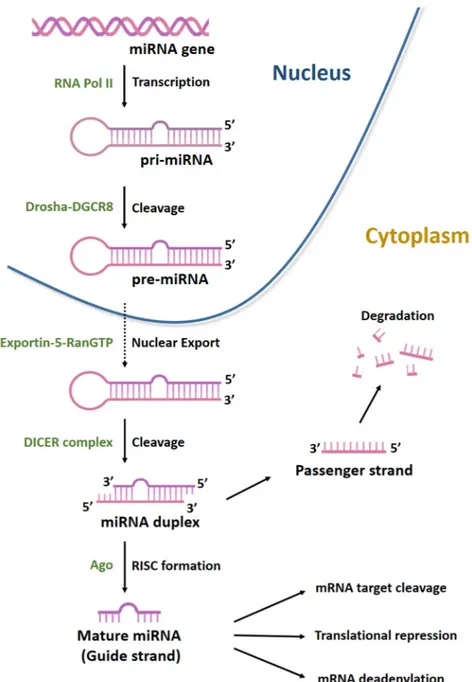 Figure 4. Biogenesis of microRNAs. MiRNAs are transcribed by RNA polymerase II (Pol II) to generate a long precursor  transcript named primary microRNA (pri-miRNA)