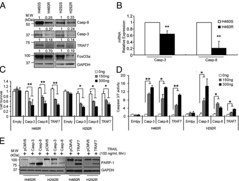 Fig. 3. Caspase-8, caspase-3, and TRAF-7 overexpression increases sensitivity to TRAIL in cells with acquired resistance