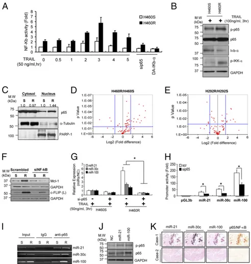 Fig. 4. NF- κB directly activates miR-21, miR-30c and miR-100. (A) Increased NF-κB promoter activity in H460R cells in response to TRAIL stimulation