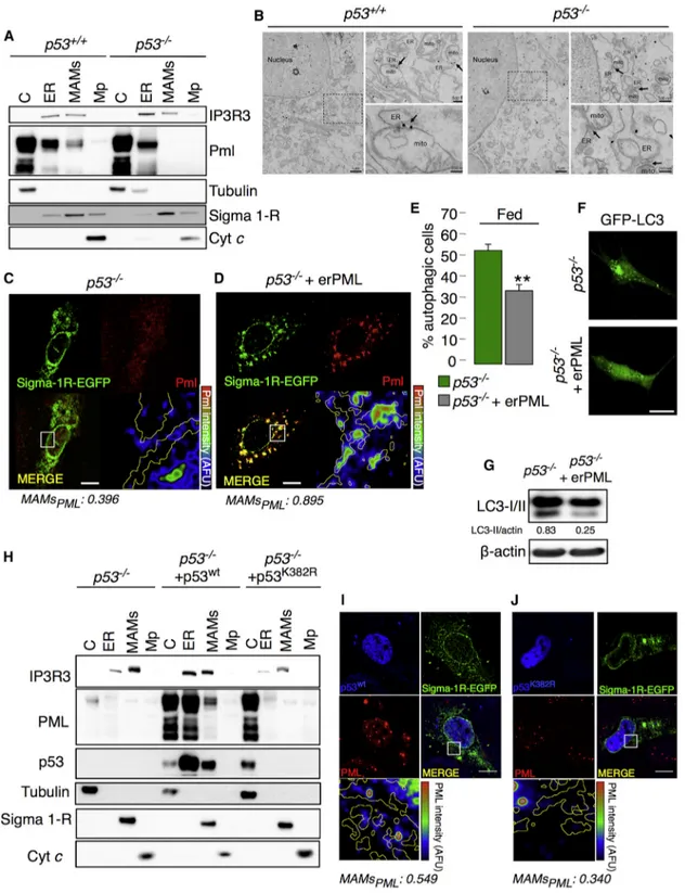 Figure 3. Delocalization of PML from the MAMs Is p53 Dependent