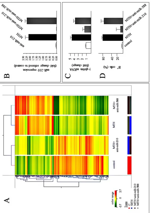 Fig 3. Modulation of gene expression by anti-microRNA-210 in K562 cells induced to erythroid differentiation by MTH