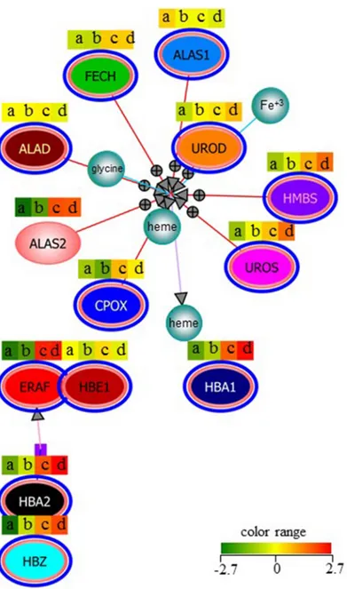 Fig 4. Modulated genes following anti-microRNA-210 treatment analyzed by gene-profiling and involved in heme biosynthetic process and hemoglobin pathway