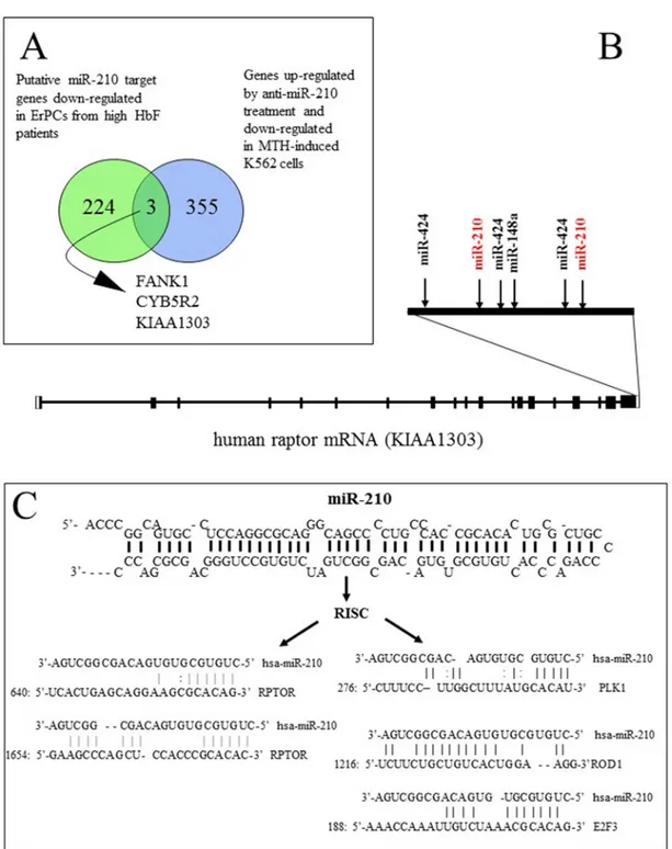 Fig 5. Raptor gene as a putative target of microRNA-210. (A) Genes putatively modulated in gene expression analysis by microRNA-210 in human erythroid induced cells