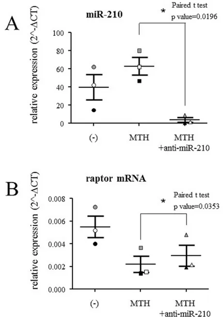 Fig 8. Expression of microRNA-210 and raptor mRNA in K562 cells. Quantification by RT-qPCR of microRNA-210 (A) and raptor mRNA (B) in K562 cell line was performed