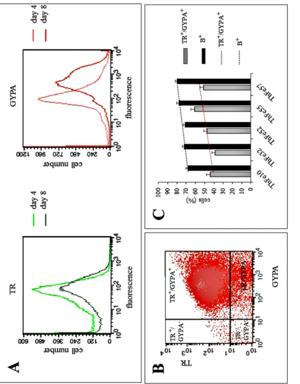 Fig 1. Expression of transferrin receptor (TR) and Glycophorin A (GYPA) in ErPCs analyzed by flow cytometry