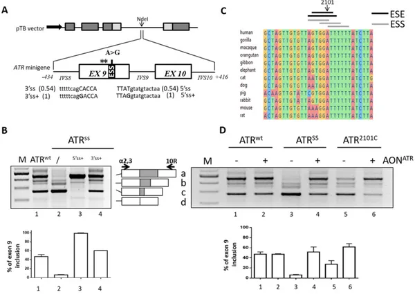 Fig. 1. Splicing features of the human ATR exon 9 context. A) Schematic representation of the ATR genomic sequence cloned as minigene in the pTB plasmid