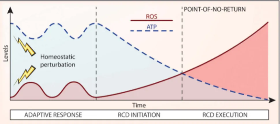Figure 4 Declining ATP levels and redox alterations as a potential cause of regulated cell death