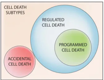 Figure 1 Types of cell death. Cells exposed to extreme physical, chemical or mechanical stimuli succumb in a completely uncontrollable manner, reflecting the immediate loss of structural integrity
