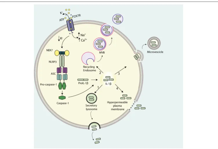 FIGURE 1 | Pathways for IL-1 β release from activated immune cells. IL-1β maturation is catalyzed by ATP-mediated stimulation of the P2X7R that drives NLRP3 inflammasome assembly and casp-1 recruitment