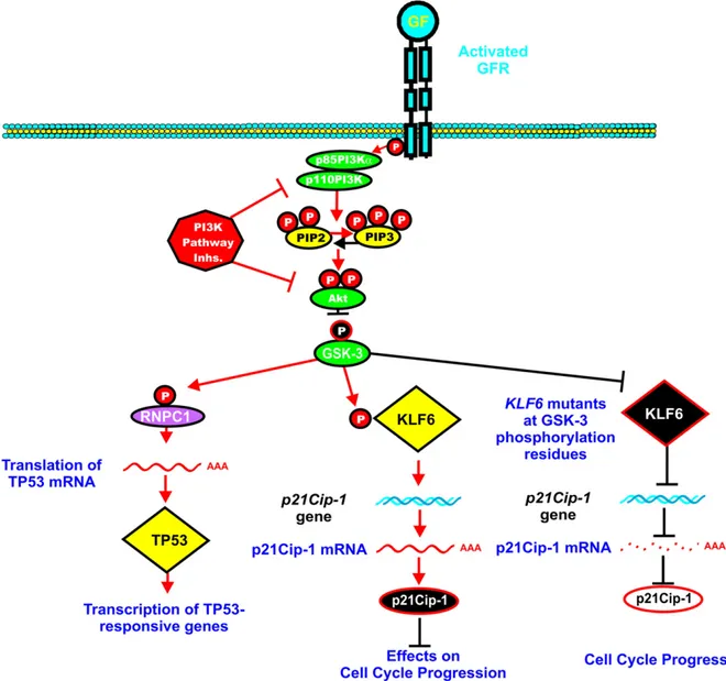 Fig. 8. Interactions of PI3K/PTEN/Akt/mTORC1 pathway and GSK-3 in regulation of TP53 and KLF6 activity