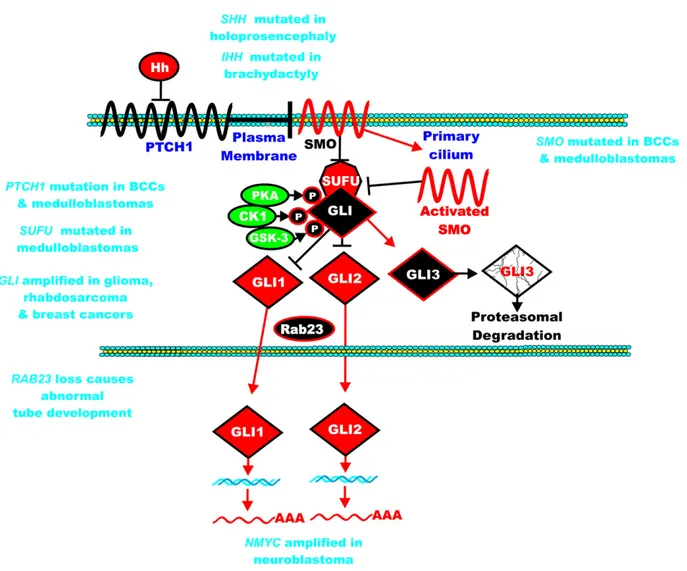Fig. 14. Overview of hedgehog signaling pathway and sites where mutations alter activity of Hh signaling pathway