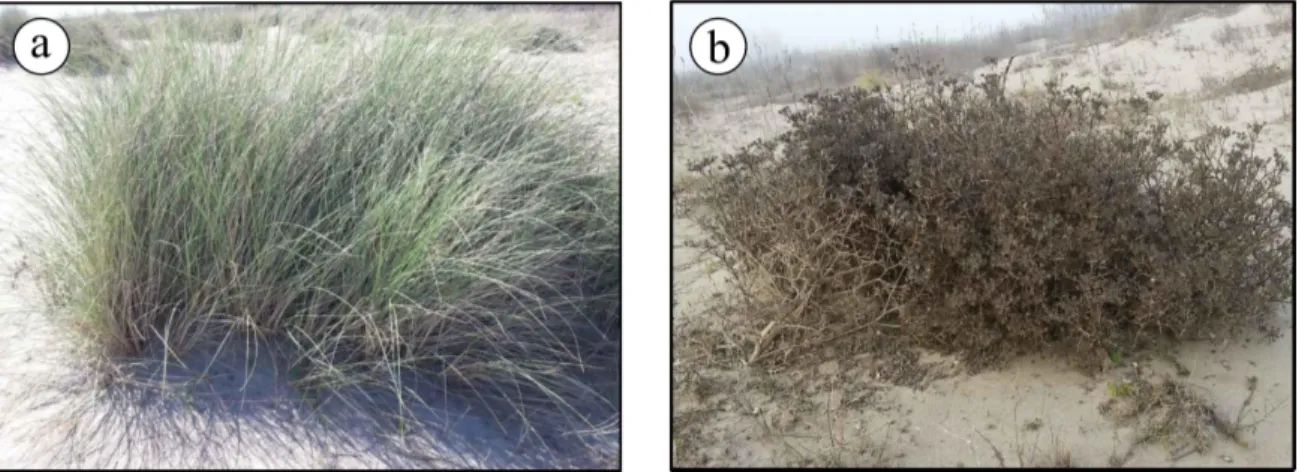 Figure 8. Botanical species of vegetation on the dunes: (a) Ammophila arenaria; (b) Echinophora spinosa.
