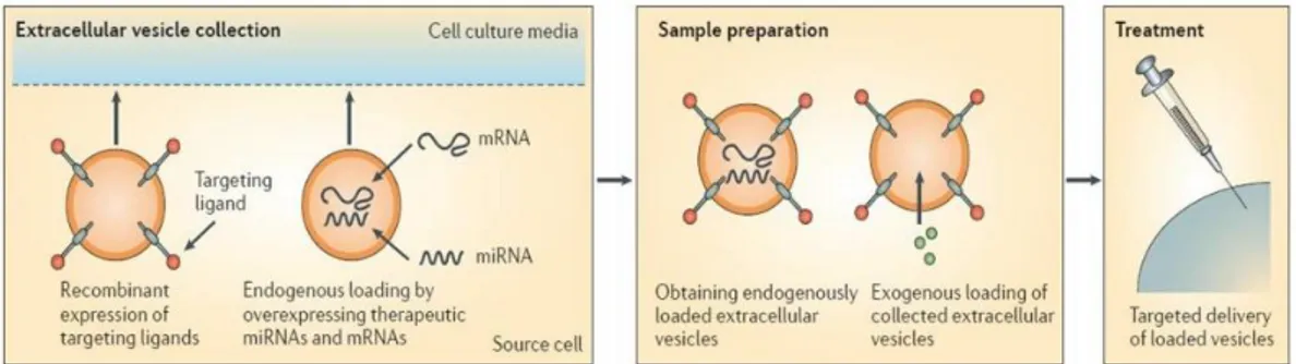 Figure 6. Engineering of  extracellular vesicles (EVs). EVs can be engineered to load desired items,  which can be carried out either endogenously or exogenously