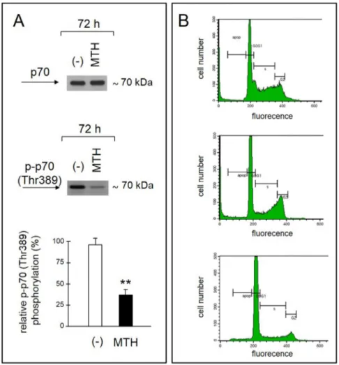 Fig. 7. Effects of MTH on p70S6 kinase and cell cycle. (A) Western blotting analysis was performed on protein extracts obtained from K562 cells treated with 30 nM MTH for the indicated length of time, using p70 and p-p70 (Thr389) monoclonal antibody