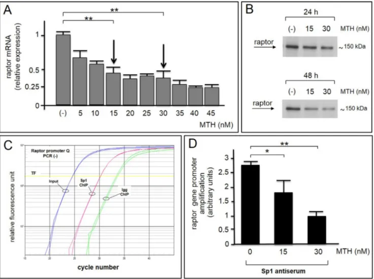 Fig. 6. MTH inhibits in K562 cells the recruitment of Sp1 to the raptor gene promoter