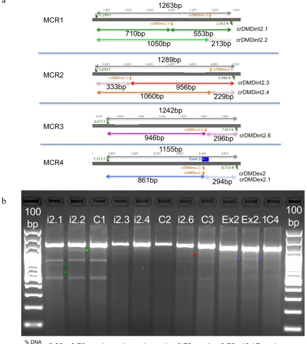 Figure S1. Testing gRNAs for NHEJ indel formation in HEK293T cells: (a) schematic of the PCR systems designed to  amplify four regions of the minimal common duplicated region (MCR)