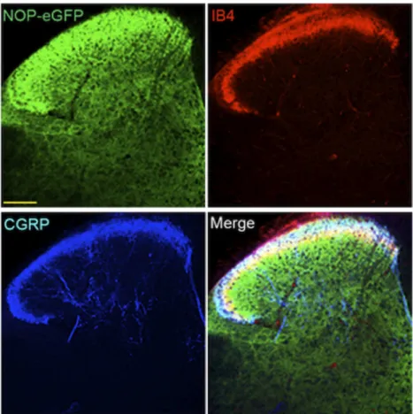 Fig. 4. NOP-eGFP receptors are highly distributed in laminae I-III and 3. Tissue sections from the spinal cord were incubated with anti-GFP, and –CGRP (laminae I and IIo, panel A)