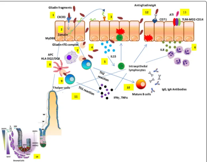 Fig. 1 Celiac disease pathogenesis. Partially digested gliadin fragments interact with chemokine receptor 3 on the apical side of epithelium (1) inducing a myeloid differentiation primary response 88-dependent release of zonulin (2)