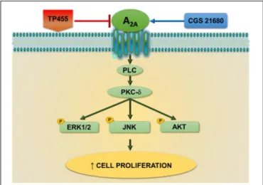 FIGURE 9 | A 2A adenosine receptors-triggered signal transduction cascade in