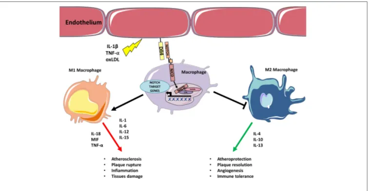 FIGURE 1 | Inflammatory stimulus triggers M1 polarization via Notch. Inflammatory stimulus, such as IL-1β, TNF-α, oxLDL upregulates Dll4 on endothelial cells (or APCs)