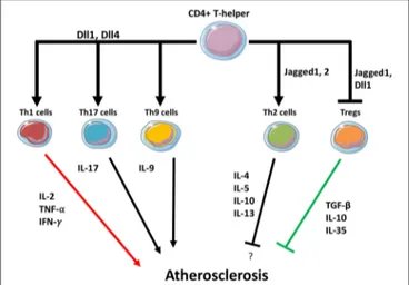 FIGURE 2 | Notch may regulate T helper cells fate in the plaque. Dll1 and Dll4 ligands expressed in APCs promote Th1, Th9, and Th17 differentiation while suppressing Th2 differentiation