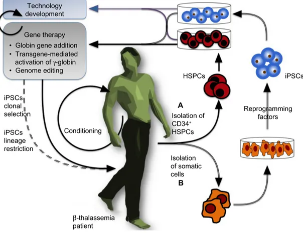 Figure 1 General view of a gene-therapy approach for β-thalassemia.