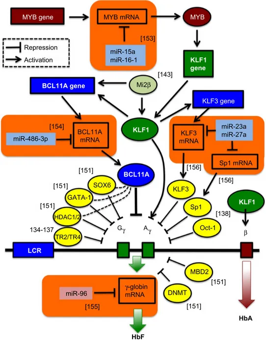 Figure 5 Novel targets for γ-globin gene transcriptional activation.