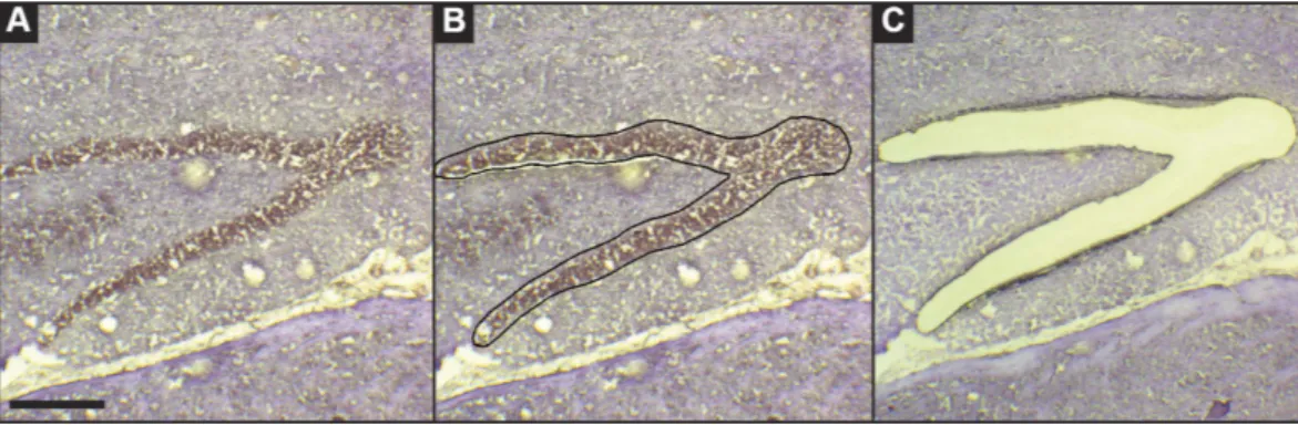 Figure 6.  Laser microdissection of the rat granule cell layer. Representative hematoxylin stained 