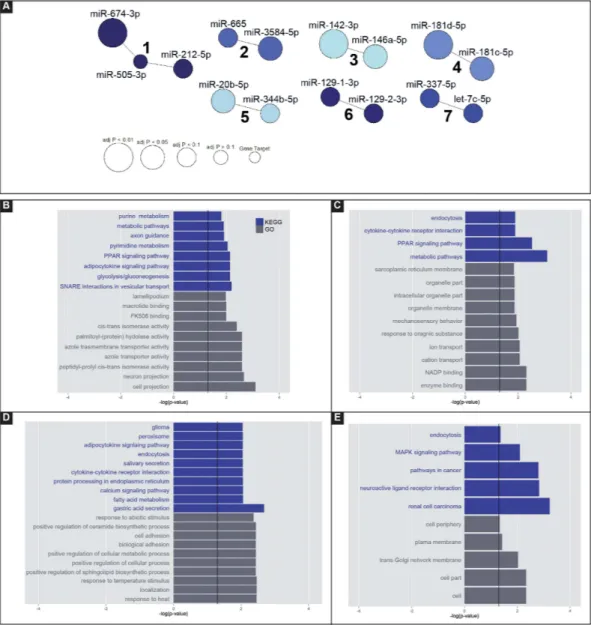 Figure 3.  Network analysis. Predicted gene targets for each miRNA dys-regulated during latency (4 and 