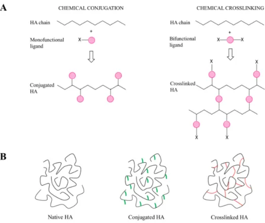 Figure 5. Chemical modifications of HA: conjugation and crosslinking (A). HA forms used for  pharmaceutical, medical, food and cosmetic applications: native, conjugated and crosslinked (B)