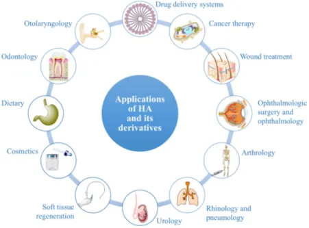 Figure 6. Medical, pharmaceutical, cosmetic and dietary applications of HA and its derivatives