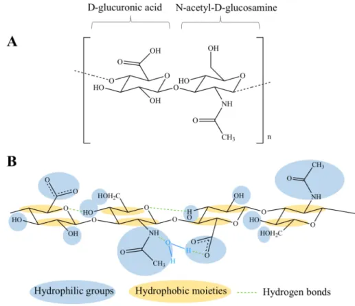 Figure 1. Chemical structures of HA disaccharide unit (A) and HA tetrasaccharide unit where the 