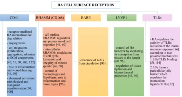 Figure 4. Summary of HA cell surface receptors and of the actions that they control when linked  